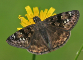 Horace's Duskywing